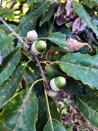 {Quercus muehlenbergii}